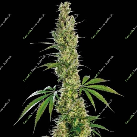 Eagle Bill Regular Marijuana Strain by Sensi Seed Bank For Sale Online at Cannabis Seeds Outlet