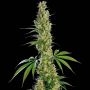 Eagle Bill Regular Marijuana Strain by Sensi Seed Bank For Sale Online at Cannabis Seeds Outlet