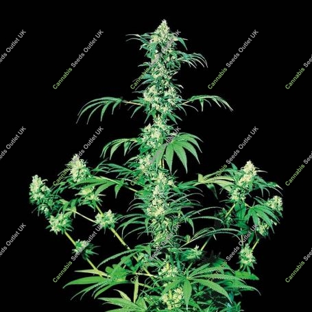 Early Girl Regular Marijuana Strain by Sensi Seed Bank For Sale Online at Cannabis Seeds Outlet