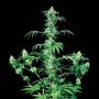 Early Girl Regular Marijuana Strain by Sensi Seed Bank For Sale Online at Cannabis Seeds Outlet