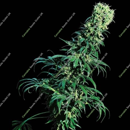 Early Pearl Regular Marijuana Strain by Sensi Seed Bank For Sale Online at Cannabis Seeds Outlet