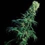 Early Pearl Regular Marijuana Strain by Sensi Seed Bank For Sale Online at Cannabis Seeds Outlet