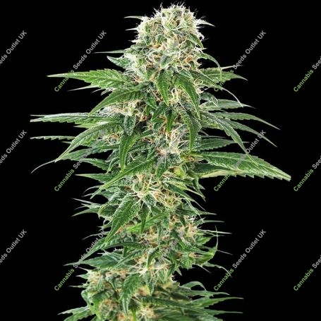 Early Skunk Auto Feminized Marijuana Strain by Sensi Seed Bank For Sale Online at Cannabis Seeds Outlet