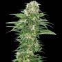 Early Skunk Auto Feminized Marijuana Strain by Sensi Seed Bank For Sale Online at Cannabis Seeds Outlet