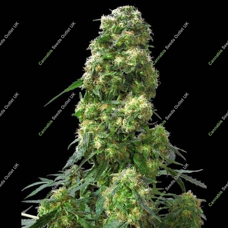 Early Skunk Regular Marijuana Strain by Sensi Seed Bank For Sale Online at Cannabis Seeds Outlet
