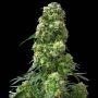 Early Skunk Regular Marijuana Strain by Sensi Seed Bank For Sale Online at Cannabis Seeds Outlet