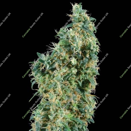 First Lady Regular Marijuana Strain by Sensi Seed Bank For Sale Online at Cannabis Seeds Outlet