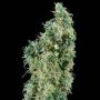 First Lady Regular Marijuana Strain by Sensi Seed Bank For Sale Online at Cannabis Seeds Outlet