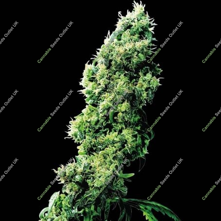Four Way Regular Marijuana Strain by Sensi Seed Bank For Sale Online at Cannabis Seeds Outlet