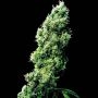 Four Way Regular Marijuana Strain by Sensi Seed Bank For Sale Online at Cannabis Seeds Outlet