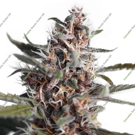 Blackberry Kush Feminized Marijuana Strain by Our Own Weed Breeders For Sale Online at Cannabis Seeds Outlet