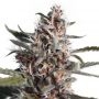 Blackberry Kush Feminized Marijuana Strain by Our Own Weed Breeders For Sale Online at Cannabis Seeds Outlet