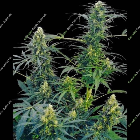 Guerillas Gusto Reg Marijuana Strain by Sensi Seed Bank For Sale Online at Cannabis Seeds Outlet