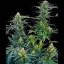 Guerillas Gusto Reg Marijuana Strain by Sensi Seed Bank For Sale Online at Cannabis Seeds Outlet