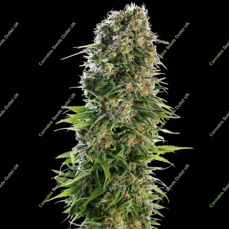 Hindu Kush Automatic Feminized Marijuana Strain by Sensi Seed Bank For Sale Online at Cannabis Seeds Outlet