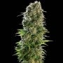 Hindu Kush Automatic Feminized Marijuana Strain by Sensi Seed Bank For Sale Online at Cannabis Seeds Outlet
