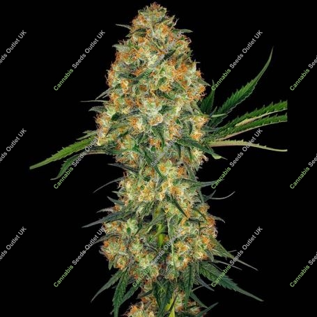 Hindu Kush Regular Marijuana Strain by Sensi Seed Bank For Sale Online at Cannabis Seeds Outlet