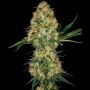 Hindu Kush Regular Marijuana Strain by Sensi Seed Bank For Sale Online at Cannabis Seeds Outlet