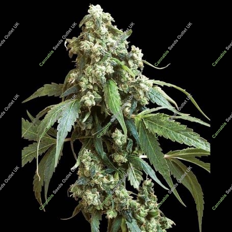 Jack Flash No.5 Regular Marijuana Strain by Sensi Seed Bank For Sale Online at Cannabis Seeds Outlet