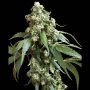 Jack Flash No.5 Regular Marijuana Strain by Sensi Seed Bank For Sale Online at Cannabis Seeds Outlet