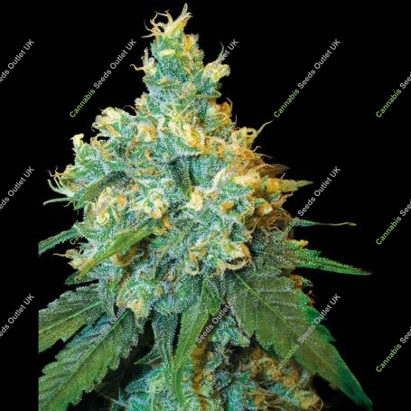 Jack Herer Regular Marijuana Strain by Sensi Seed Bank For Sale Online at Cannabis Seeds Outlet