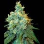 Jack Herer Regular Marijuana Strain by Sensi Seed Bank For Sale Online at Cannabis Seeds Outlet
