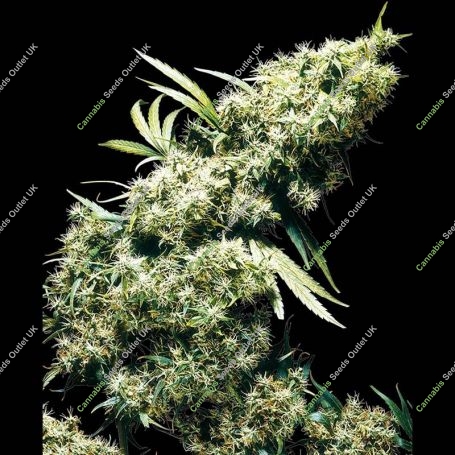 Jamaican Pearl Regular Marijuana Strain by Sensi Seed Bank For Sale Online at Cannabis Seeds Outlet