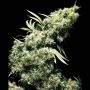 Jamaican Pearl Regular Marijuana Strain by Sensi Seed Bank For Sale Online at Cannabis Seeds Outlet