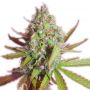 Sweet Gorilla Glue Female Outlet Cannabis Seeds
