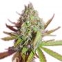 Sweet Gorilla Glue Feminized Marijuana Strain by Our Own Weed Breeders For Sale Online at Cannabis Seeds Outlet