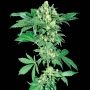 Maple Leaf Indica Reg Marijuana Strain by Sensi Seed Bank For Sale Online at Cannabis Seeds Outlet