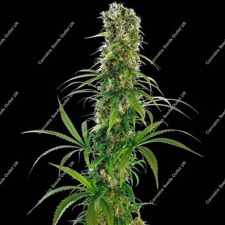 Michka Regular Marijuana Strain by Sensi Seed Bank For Sale Online at Cannabis Seeds Outlet