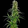Michka Regular Marijuana Strain by Sensi Seed Bank For Sale Online at Cannabis Seeds Outlet