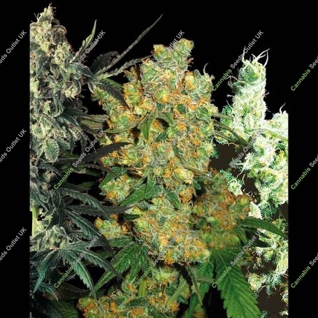 Mixed Pack Feminized Marijuana Strain by Sensi Seed Bank For Sale Online at Cannabis Seeds Outlet