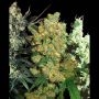 Mixed Pack Feminized Marijuana Strain by Sensi Seed Bank For Sale Online at Cannabis Seeds Outlet
