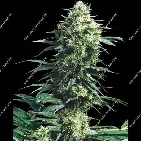 Mothers Finest Regular Marijuana Strain by Sensi Seed Bank For Sale Online at Cannabis Seeds Outlet