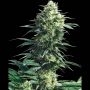 Mothers Finest Regular Marijuana Strain by Sensi Seed Bank For Sale Online at Cannabis Seeds Outlet