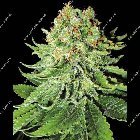 NL Auto Feminized Marijuana Strain by Sensi Seed Bank For Sale Online at Cannabis Seeds Outlet