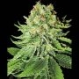 NL Auto Feminized Marijuana Strain by Sensi Seed Bank For Sale Online at Cannabis Seeds Outlet