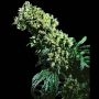 NL No.5 x Haze Feminized Marijuana Strain by Sensi Seed Bank For Sale Online at Cannabis Seeds Outlet