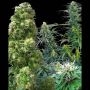 Outdoor Mix Regular Marijuana Strain by Sensi Seed Bank For Sale Online at Cannabis Seeds Outlet