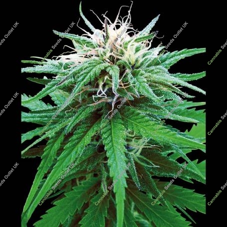 Sensi Ruderalis Indica Cannabis Strain Seeds