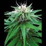 Sensi Ruderalis Indica Cannabis Strain Seeds
