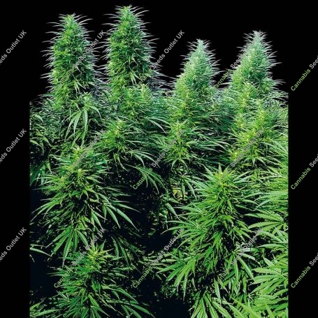 Sensi Ruderalis Skunk Cannabis Strain Seeds