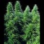 Sensi Ruderalis Skunk Cannabis Strain Seeds
