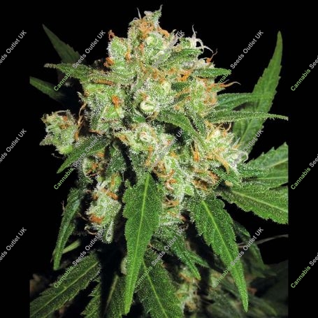 Sensi Skunk Regular Marijuana Strain by Sensi Seed Bank For Sale Online at Cannabis Seeds Outlet