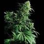 Shiva Shanti l Regular Marijuana Strain by Sensi Seed Bank For Sale Online at Cannabis Seeds Outlet
