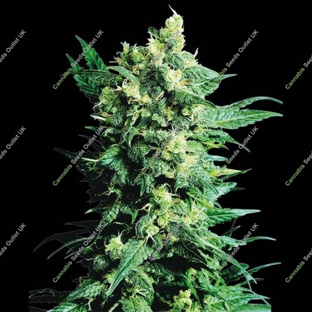 Shiva Shanti ll Regular Marijuana Strain by Sensi Seed Bank For Sale Online at Cannabis Seeds Outlet