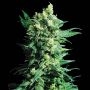 Shiva Shanti ll Regular Marijuana Strain by Sensi Seed Bank For Sale Online at Cannabis Seeds Outlet
