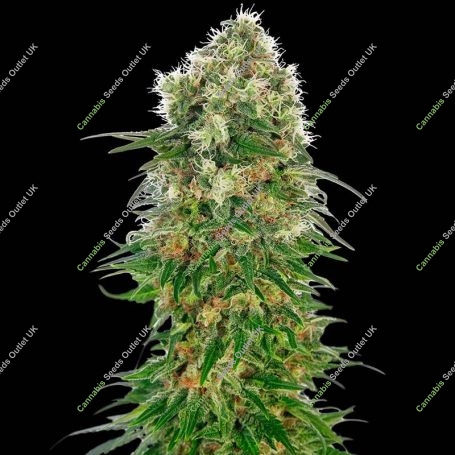 Shiva Skunk Auto Feminized Marijuana Strain by Sensi Seed Bank For Sale Online at Cannabis Seeds Outlet
